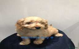 Cockapoo dogs for sale: F1 Cockapoo - Image 12