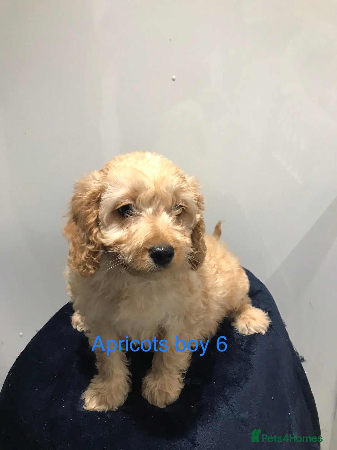 Cockapoo dogs for sale: F1 Cockapoo - Image 12