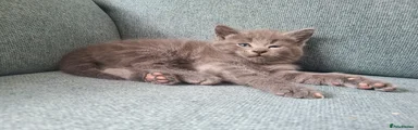 Mixed Breed Kitten blue/grey tabby