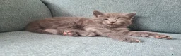 Mixed Breed cats for sale: Kittens are waiting for their forever homes in Rotherham - Advert 4