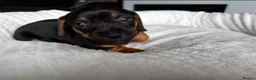 Mixed Breed dogs for sale: Miniature Dachshund cross puppies  - Advert 21
