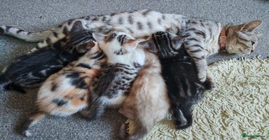 Mixed Breed cats - Advert 1