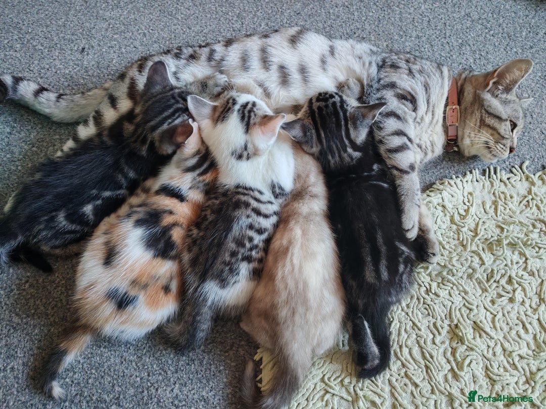 Mixed Breed cats for sale: Cute Bengal mix Kittens looking for loving homes🐱 - Image 2