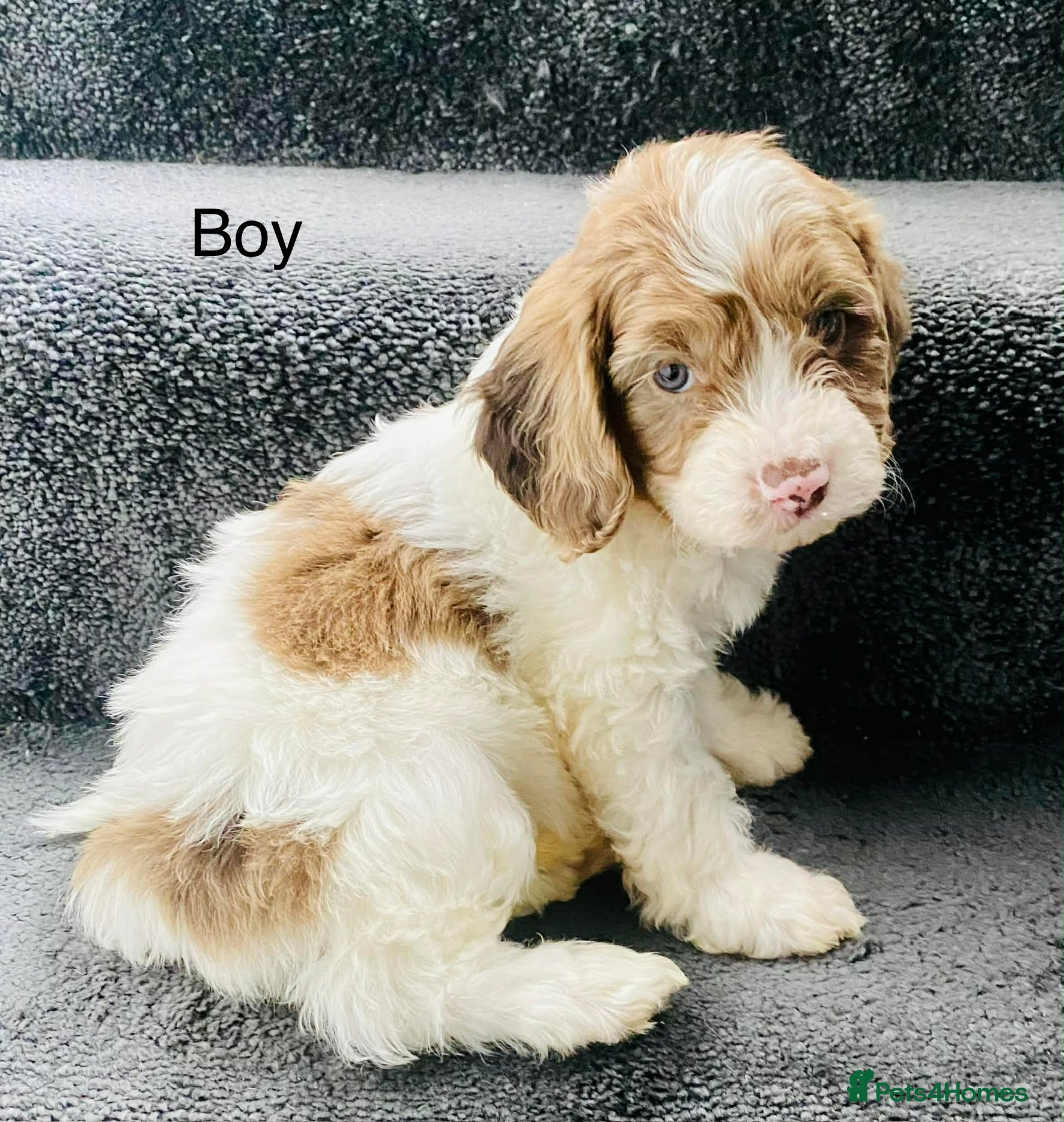 Sproodle dogs 🐶💕ready now 💕 Sprockerpoo Puppies🐶💕 - Advert 1