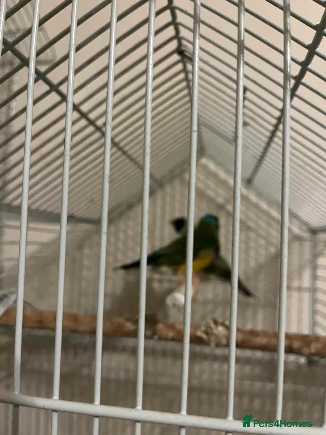 Finches birds for sale: Australian finches - Advert 7