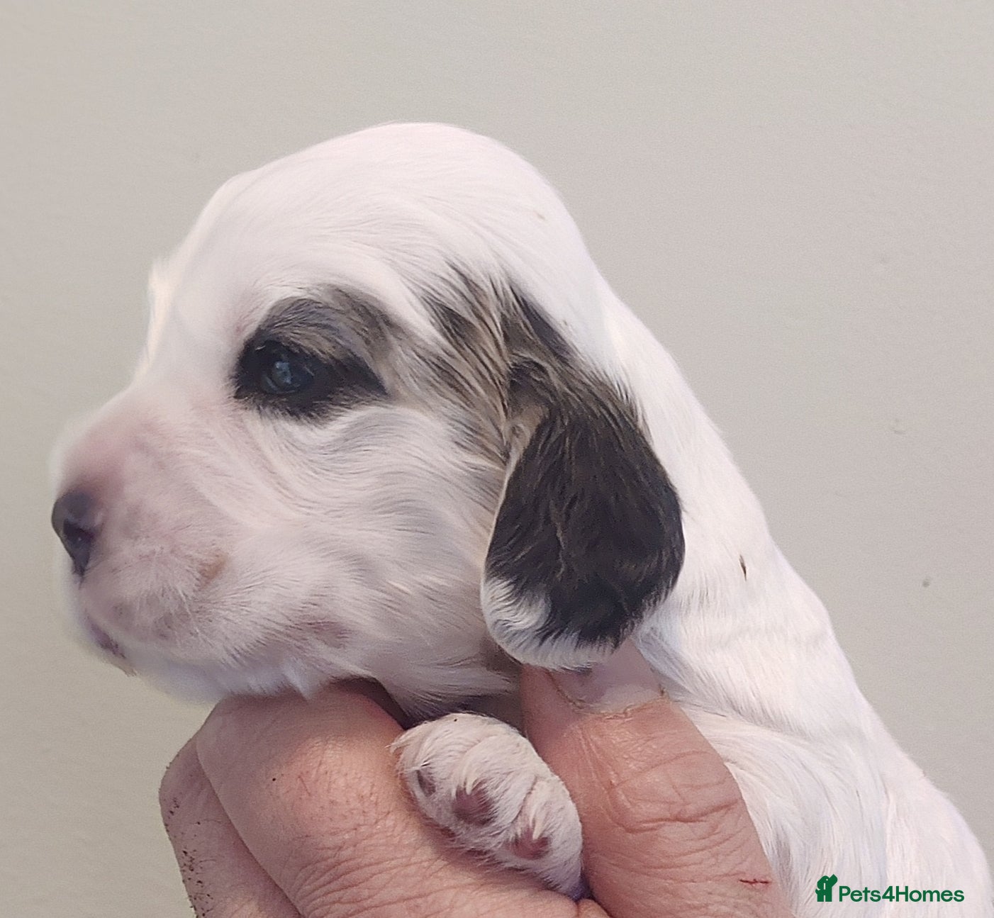 Cocker Spaniel dogs KC Registered Show Type Cocker Spaniels  - Advert 17