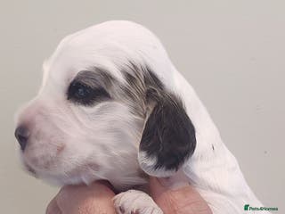 Cocker Spaniel dogs KC Registered Show Type Cocker Spaniels - Advert 15