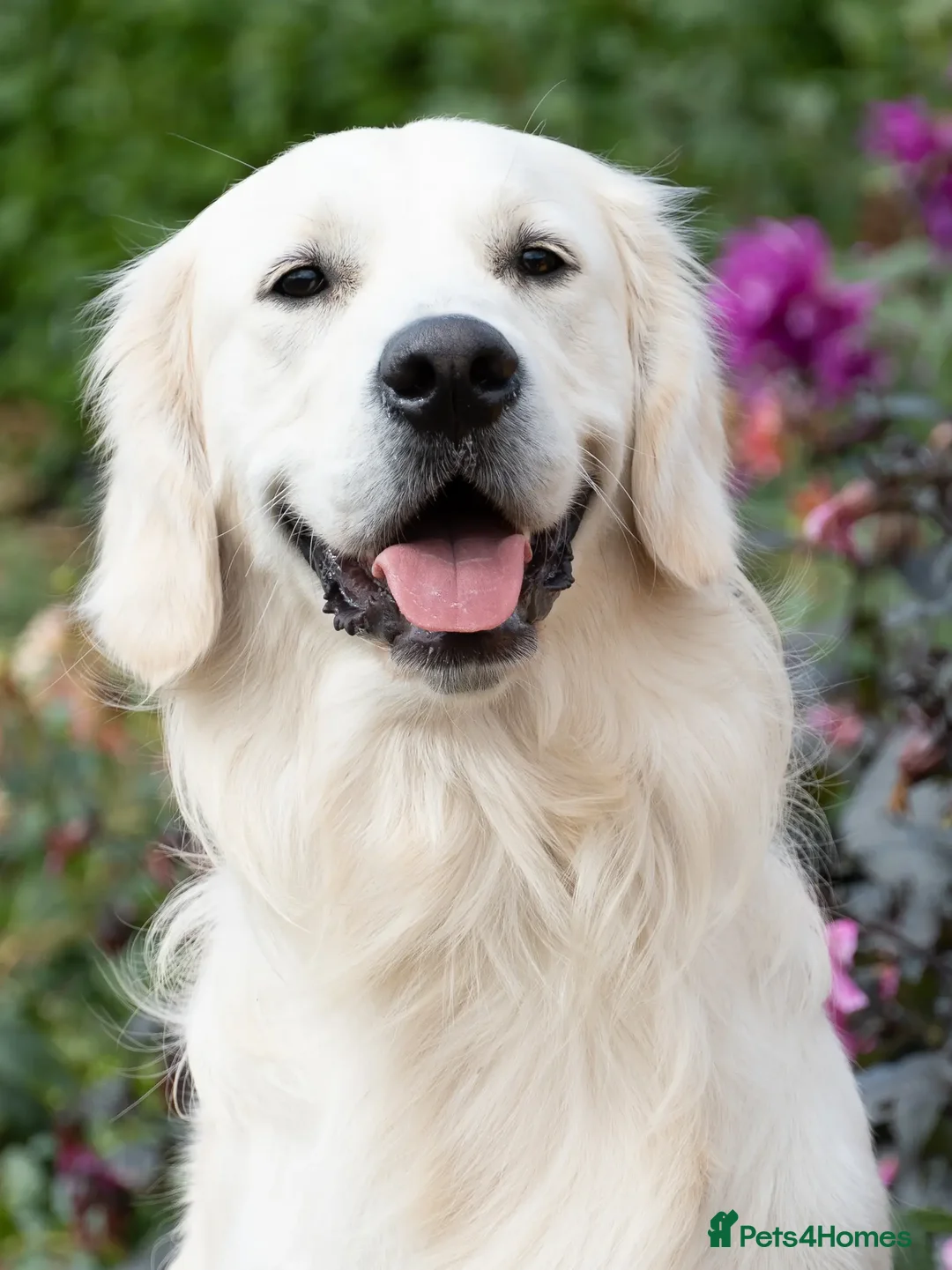 Golden Retriever dogs for stud: Kind, intelligent and loving therapy dog for stud - Advert 17