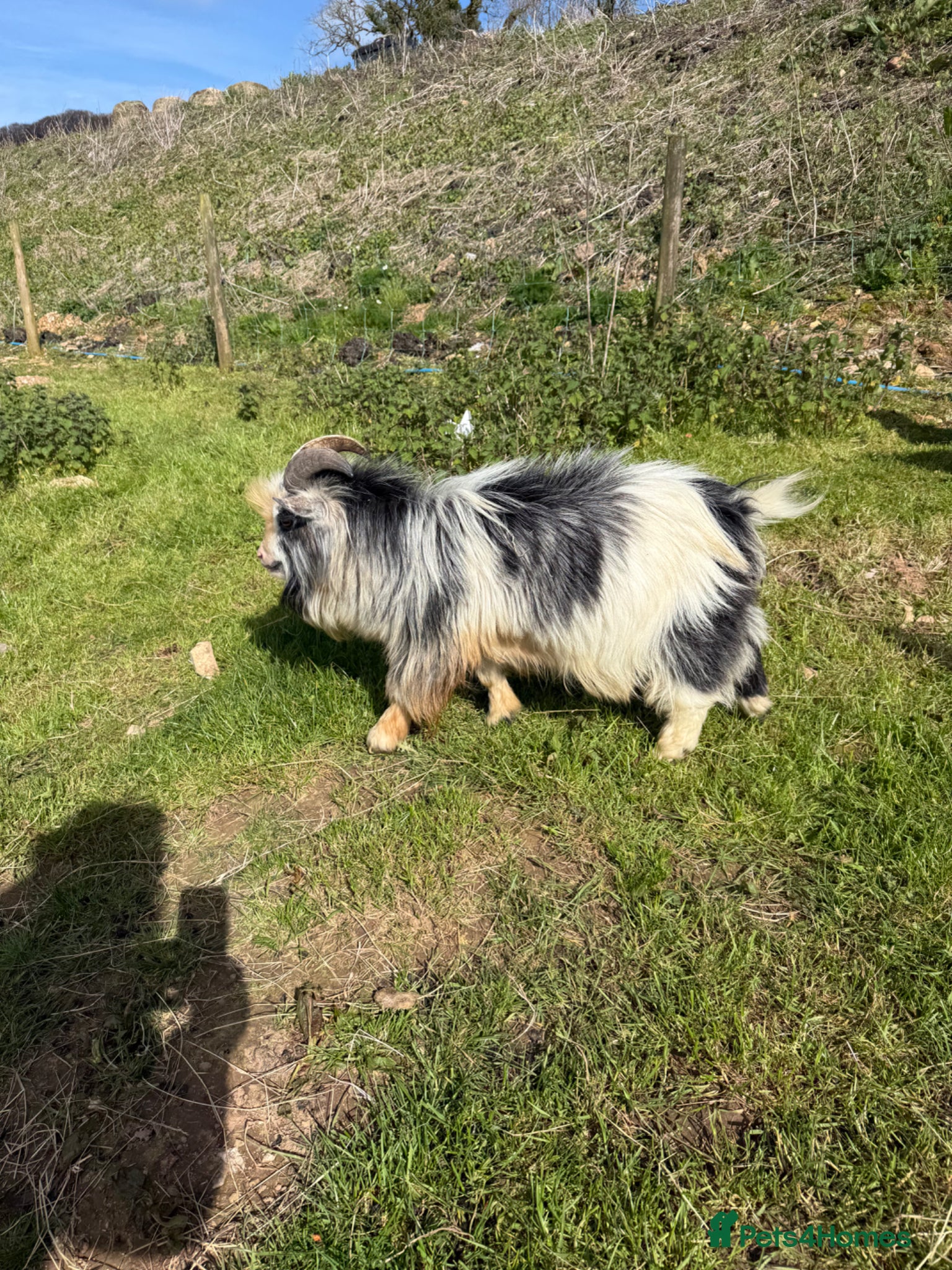 Goats livestock Pygmy goat - Advert 12