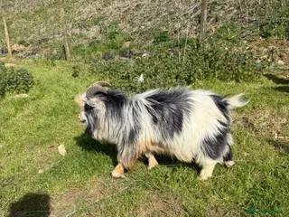 Goats livestock Pygmy goat - Advert 12