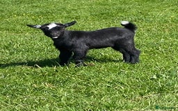 Goats livestock for sale: Pygmy goat wether kid - Image 3