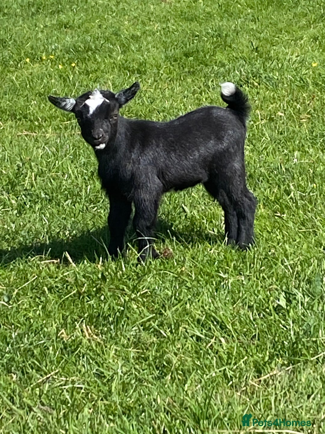 Goats livestock for sale: Pygmy goat wether kid - Image 3