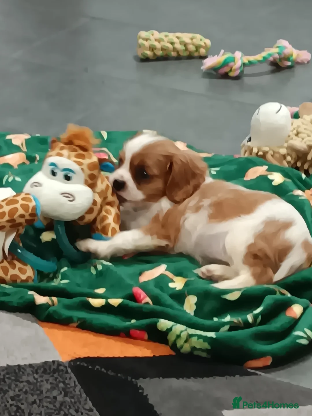 Cavalier King Charles Spaniel dogs for sale: 2 Girl Cavalier King Charles Spaniels. - Advert 4