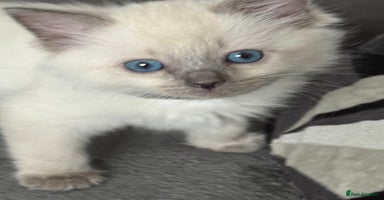 Ragdoll cats - Advert 11
