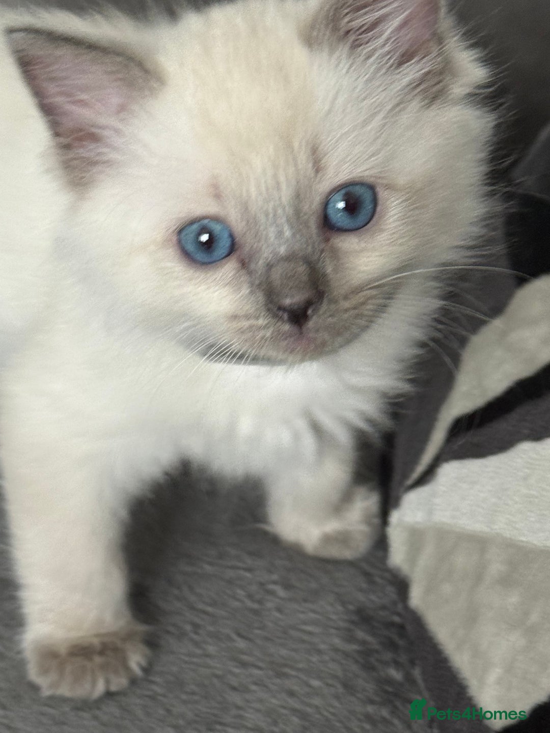 Ragdoll cats for sale: Stunning bluepoint Ragdoll kittens - Image 4
