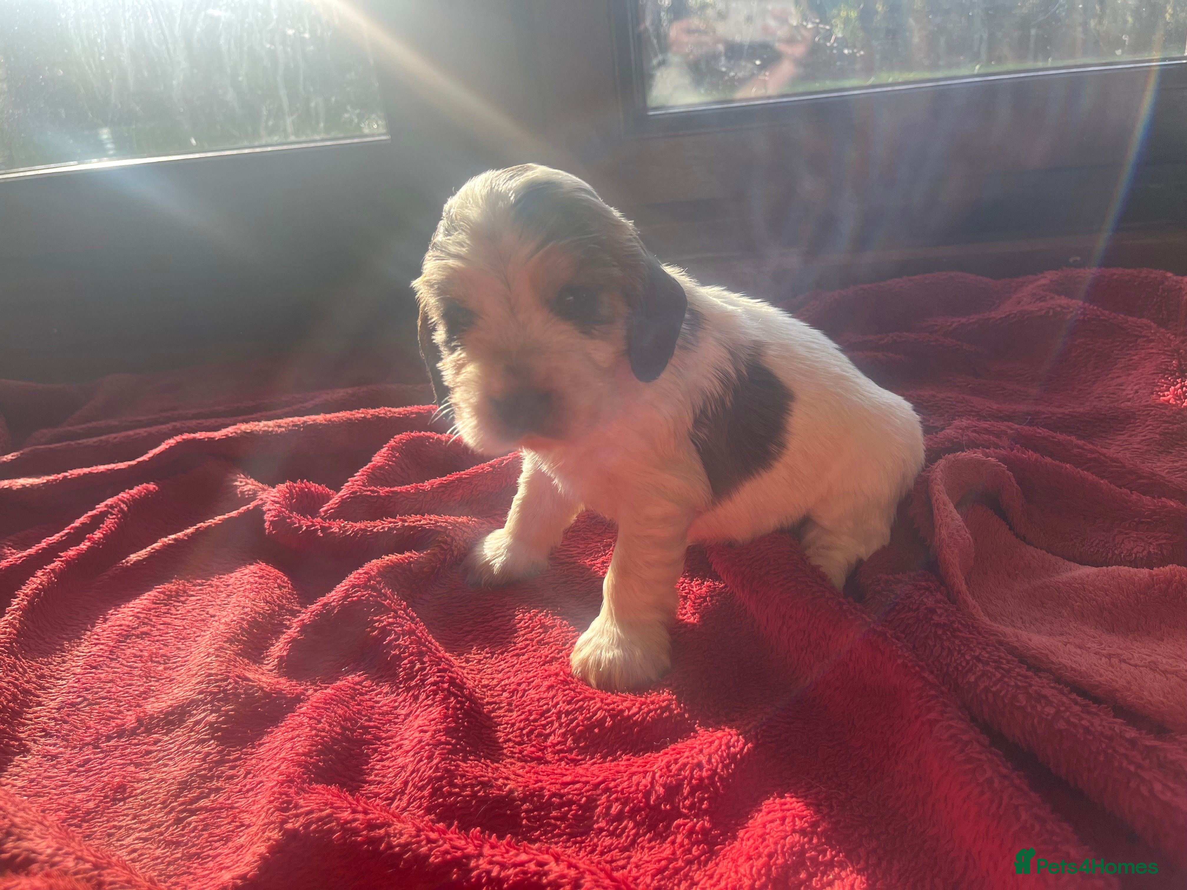 Cocker Spaniel dogs for sale: ⭐️KC Registered Show Cocker Spaniels ⭐️ - Advert 2