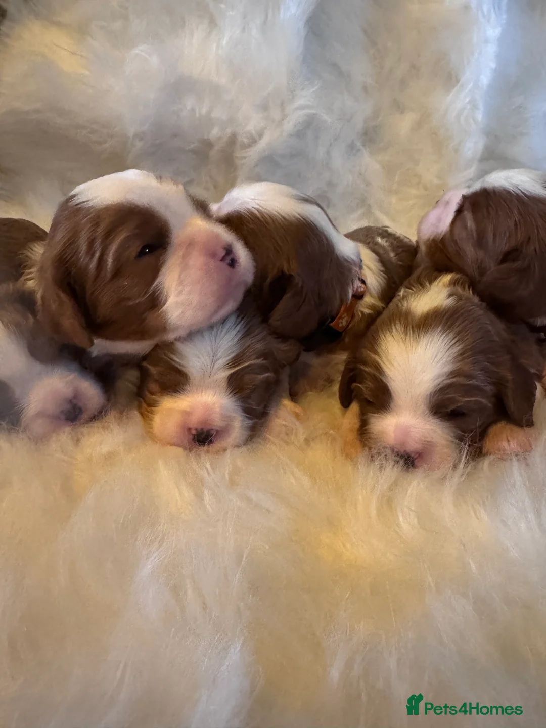 Cavalier King Charles Spaniel dogs for sale: Cavalier King Charles KC reg DNA 5* home breed - Advert 8