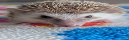 Pygmy Hedgehog rodents for sale: Beautiful Hoglets Ready to Reserve Now - Advert 11