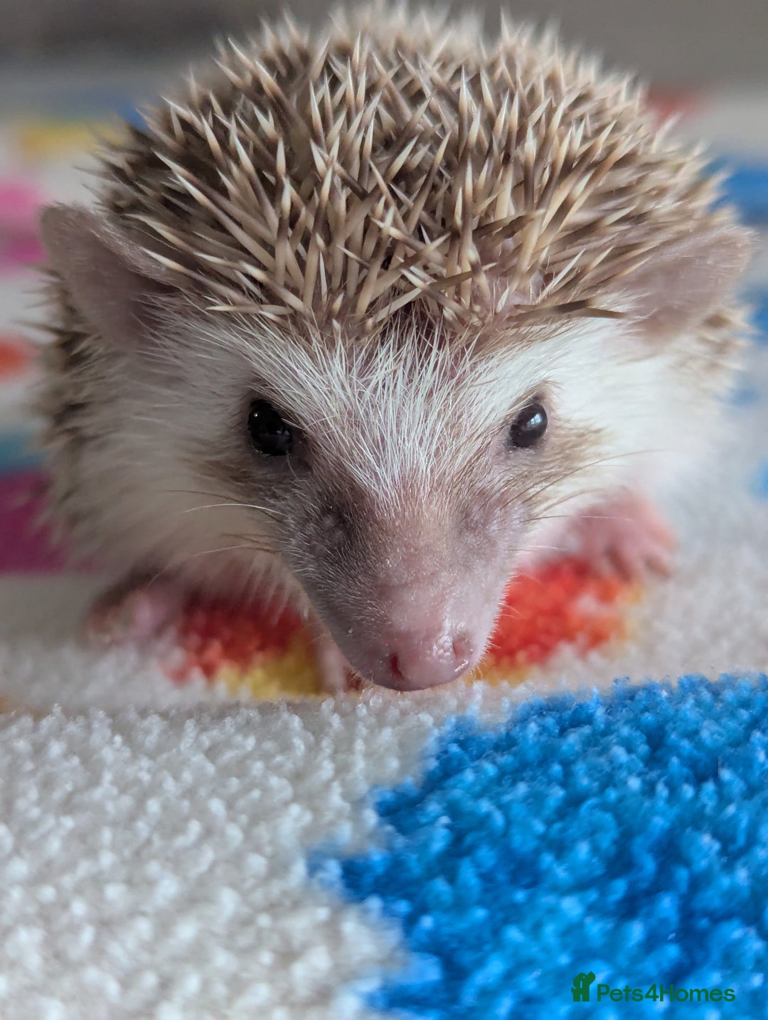 Pygmy Hedgehog rodents for sale: Beautiful Hoglets Ready to Reserve Now - Advert 11