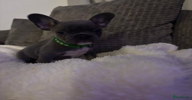 French Bulldog dogs - Advert 7