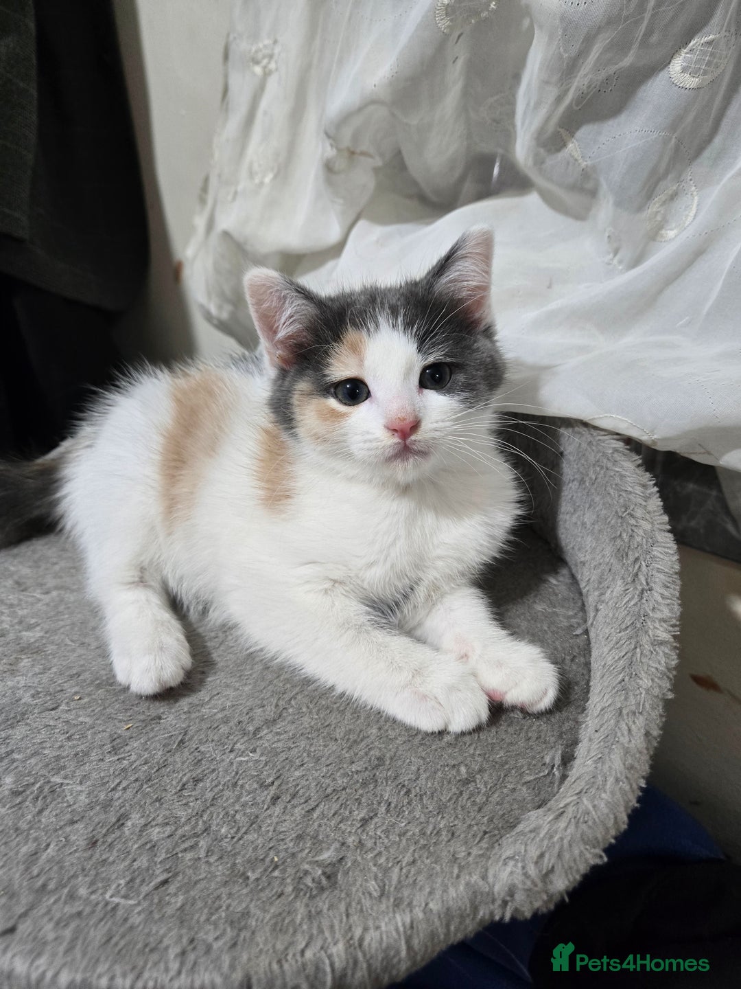 British Shorthair cats for sale: Beautiful litter of five ready for their new homes - Advert 5
