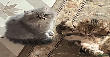 British Shorthair cats - Advert 13