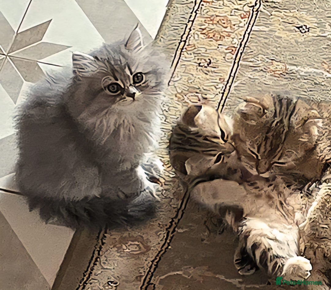 British Shorthair cats for sale: British grey shorthair and Scottish fold - Image 3