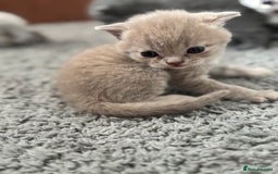 British Shorthair cats for sale: Beautiful British short hairs  - Image 9