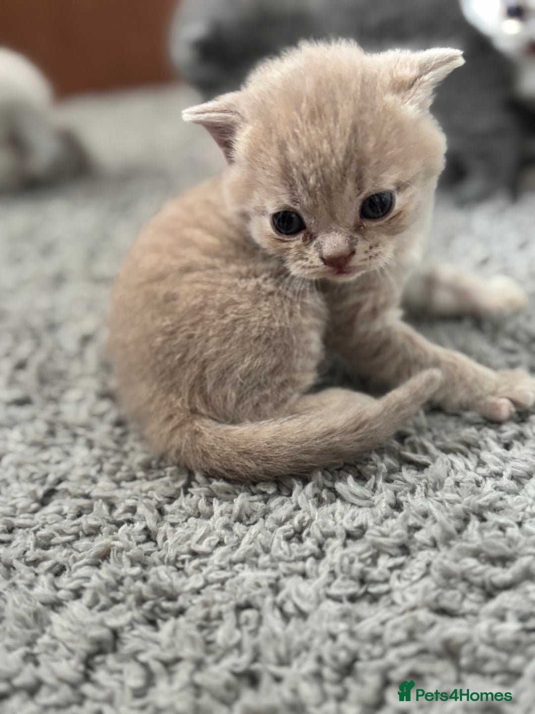 British Shorthair cats for sale: Beautiful British short hairs  - Image 9