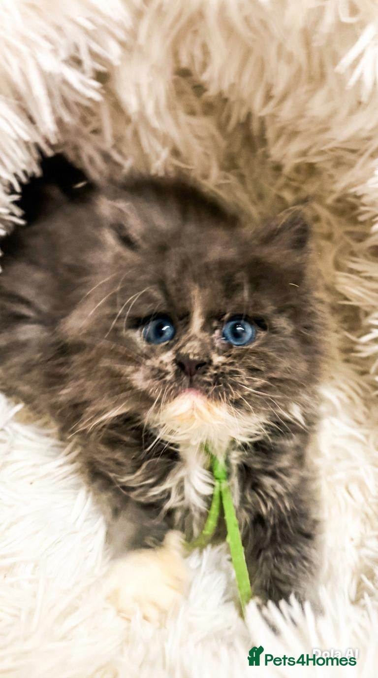 Maine Coon cats STUNNING PUREBRED MAINE COON KITTENS ✨ - Advert 12