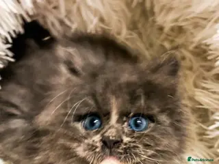 Maine Coon cats STUNNING PUREBRED MAINE COON KITTENS ✨ - Advert 12
