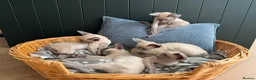 Siamese cats for sale: All reserved -Pedigree GCCF Registered - Advert 5