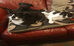 British Shorthair cats for sale: 2 Twins loving male cats - Image 2