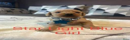 Labradoodle dogs for sale: Labradoodle Fox Red❤️❤️❤️ - Advert 2