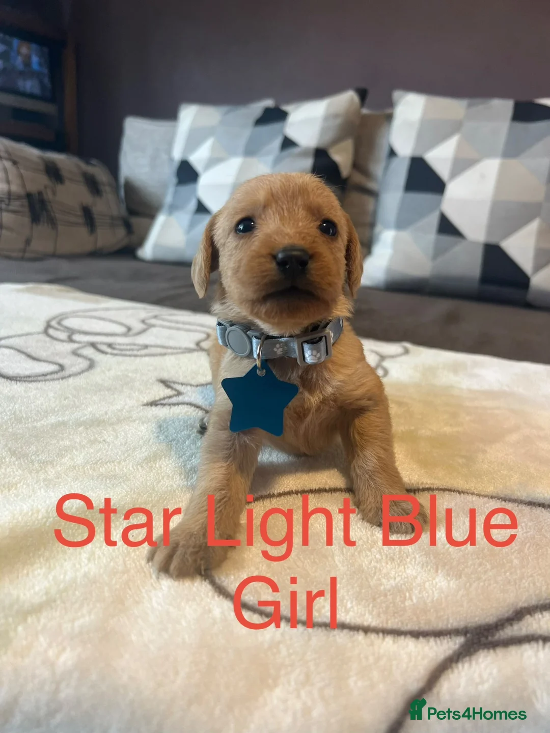 Labradoodle dogs for sale: Labradoodle Fox Red❤️❤️❤️ - Advert 2