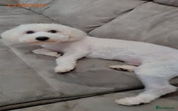 Maltipoo dogs for sale: Cookie - Image 5