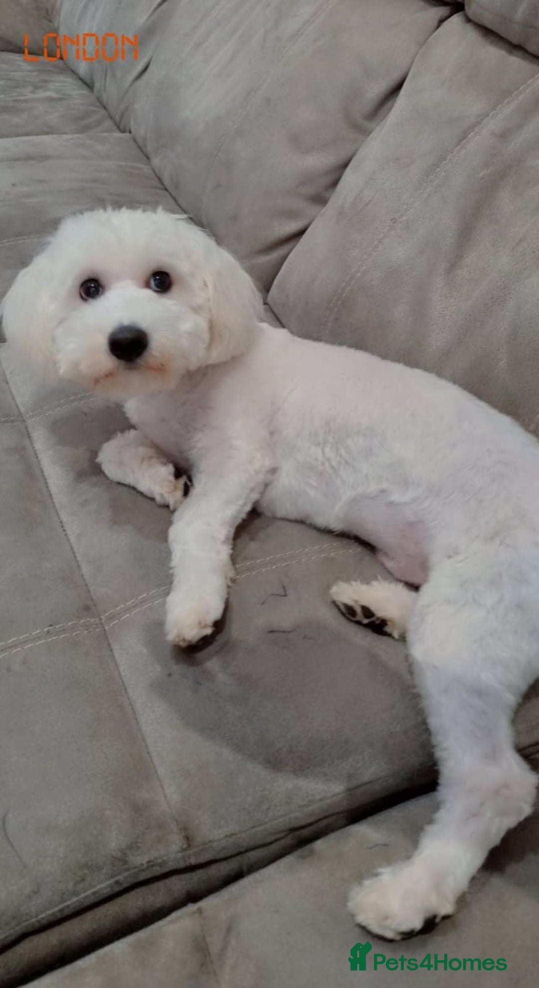 Maltipoo dogs for sale: Cookie - Image 5