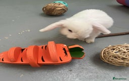 Mini Lop rabbits for sale: Mini Lop White Baby Bunny Ready Now!! - Image 5