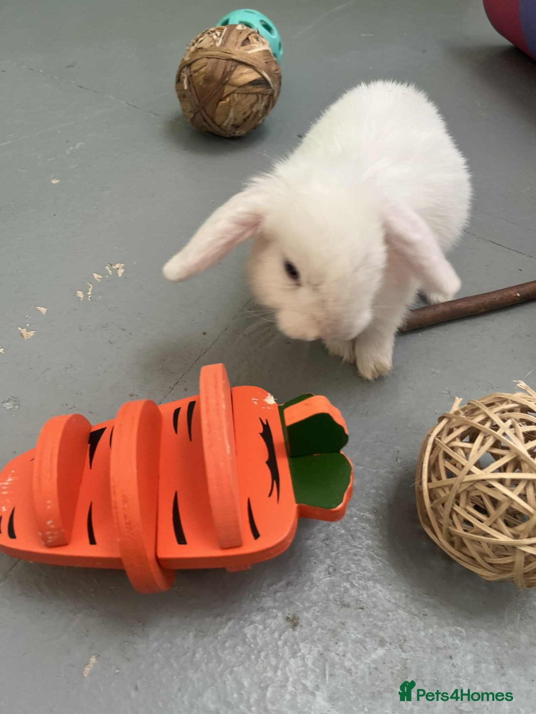Mini Lop rabbits for sale: Mini Lop White Baby Bunny Ready Now!! - Image 5