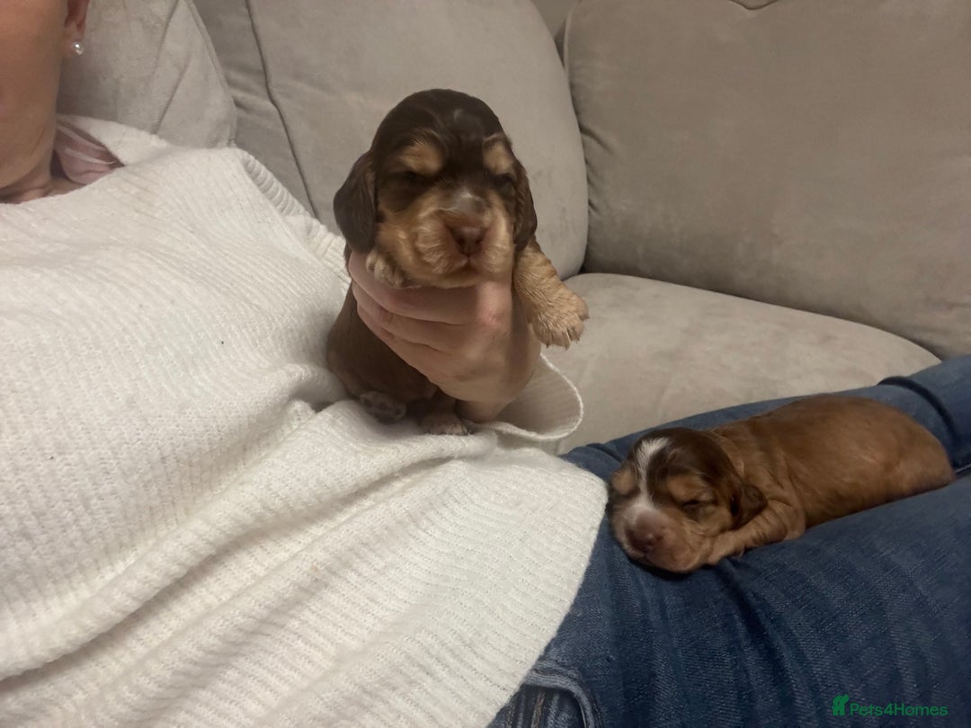 Cocker Spaniel dogs for stud: Proven male cocker spaniel  - Advert 10