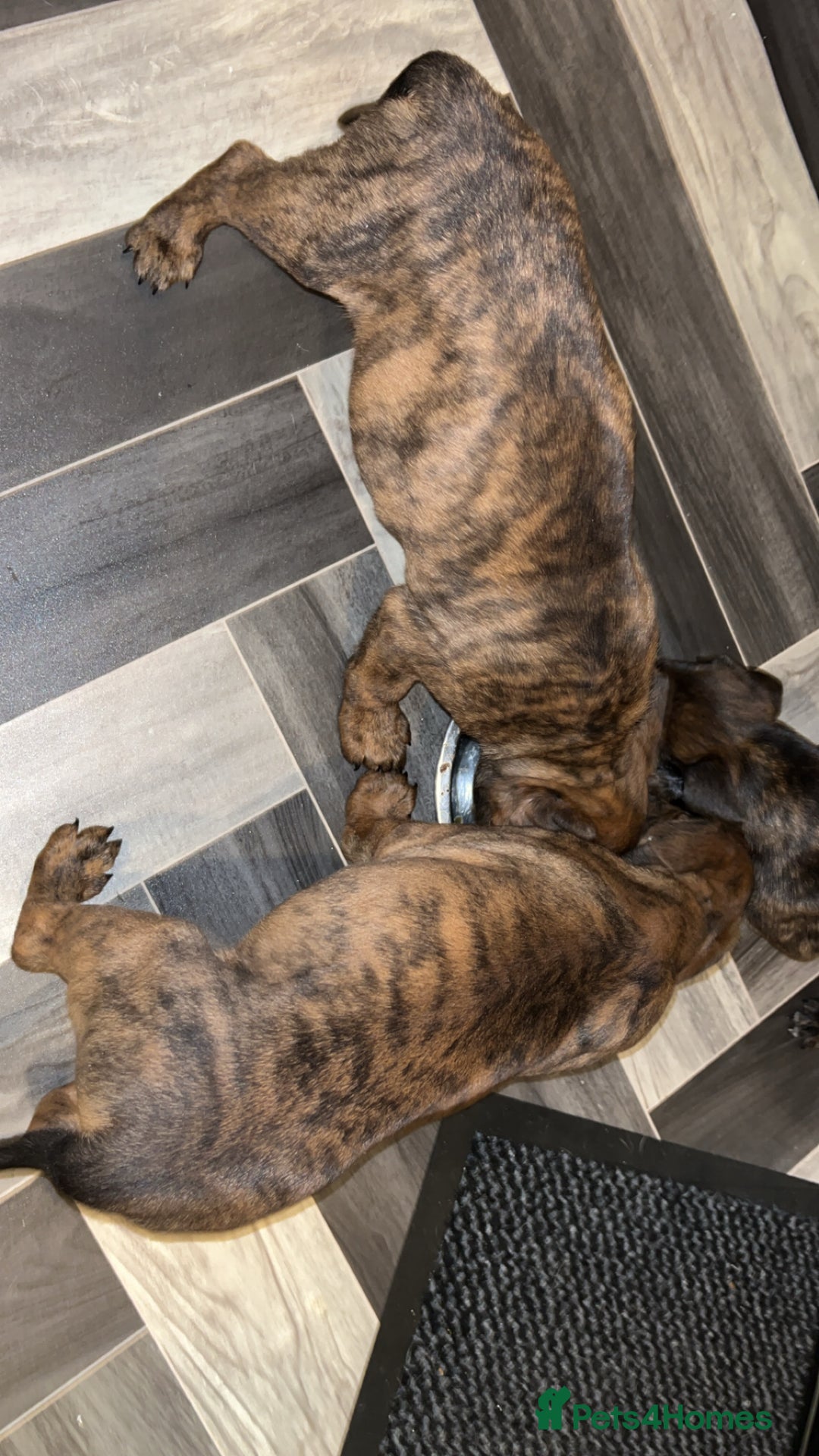 Mixed Breed dogs for sale: Staffy pups  - Advert 3