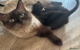 Ragdoll cats for sale: Beautiful ragdoll kittens - Image 9