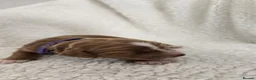 Cockapoo dogs for sale: Cockerpoos puppies for sale - Advert 11