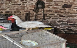 Ducks poultry for sale: Lovely muscovy drakes  - Image 5