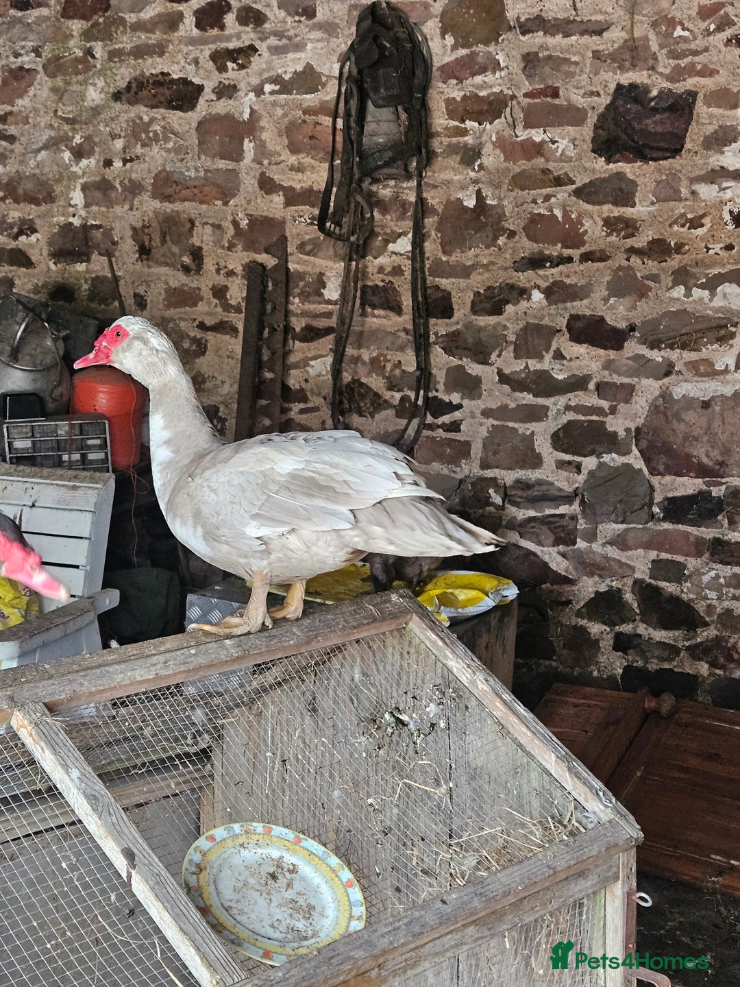Ducks poultry for sale: Lovely muscovy drakes  - Image 5