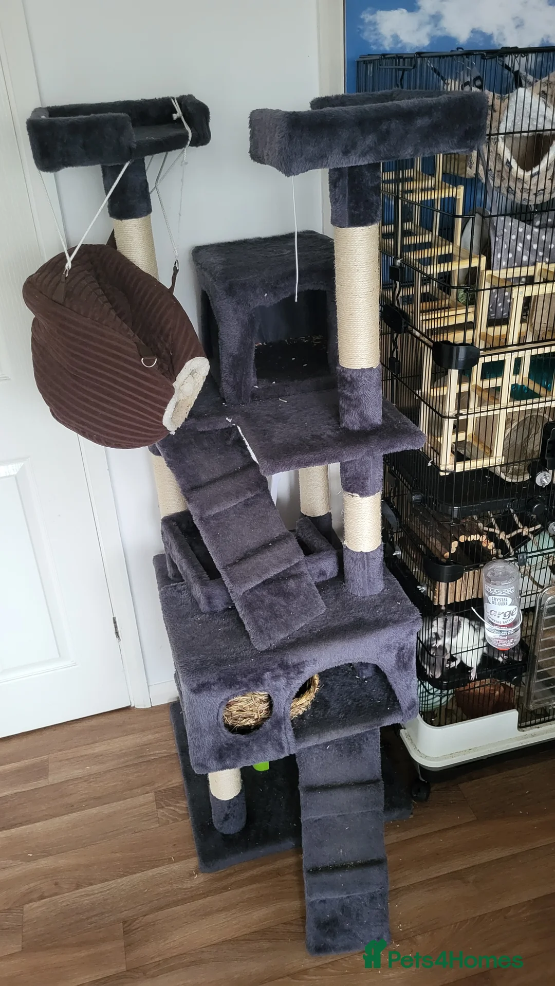 Rat rodents for sale: 4 Female Fancy Rats and Complete Setup  - Advert 3