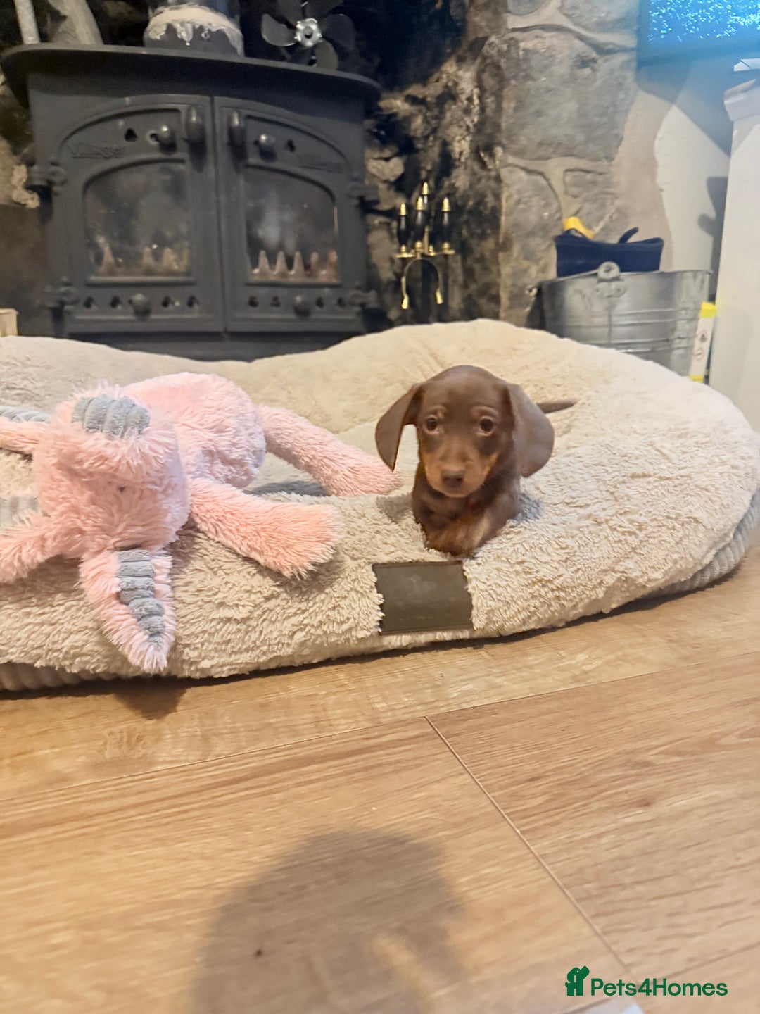 Miniature Dachshund dogs for sale: 3 girls Left Miniature Dachshund chocolate & tan - Advert 5