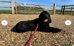 Cocker Spaniel dogs for sale: Outstanding quality show cockers  - Image 10
