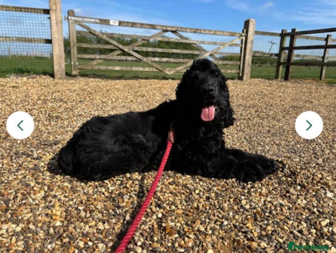 Cocker Spaniel dogs for sale: Outstanding quality show cockers  - Image 10
