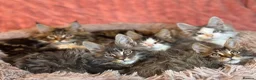 Maine Coon cats for sale: TICA registered Maine Coon Boy - Advert 6